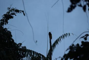 Birdwatching at dawn in Papua.
