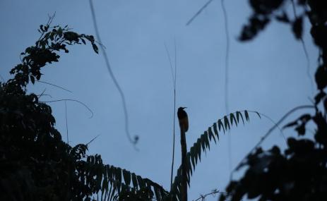 Birdwatching at dawn in Papua.